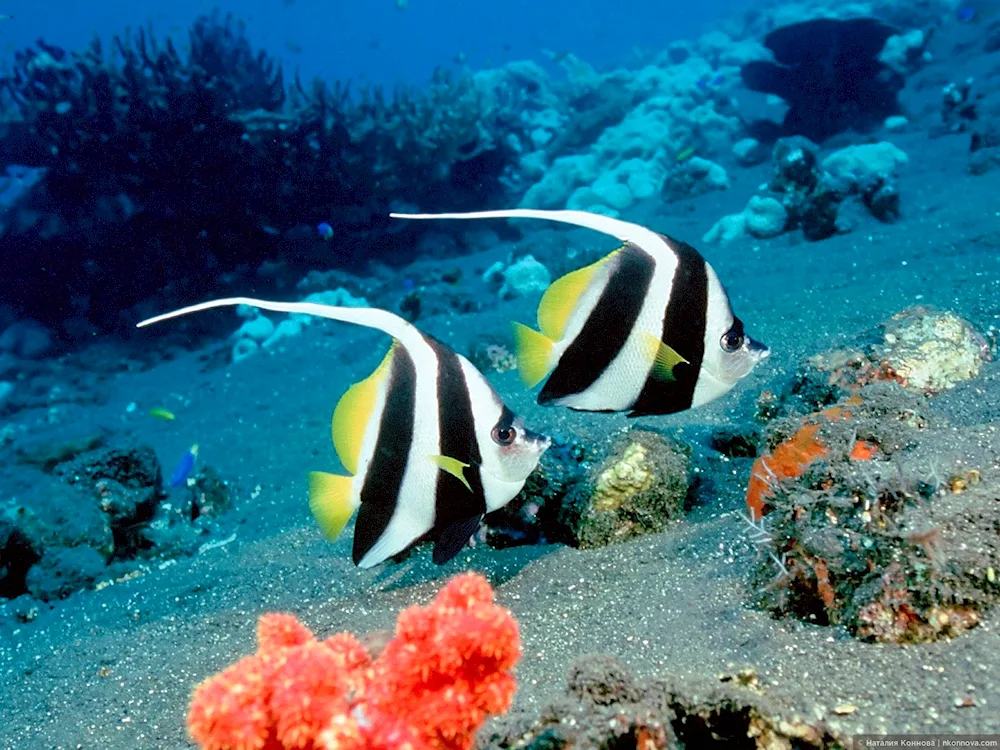 Red Sea caboose