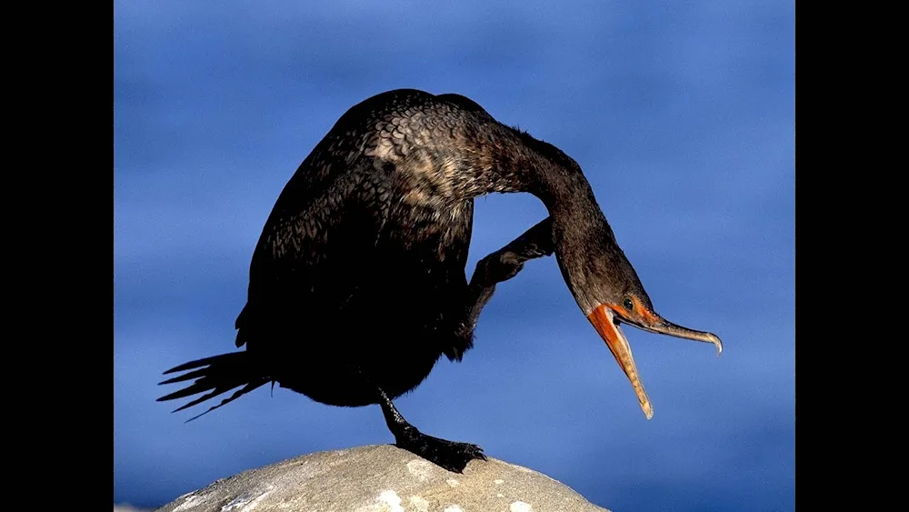 Red-legged Cormorant