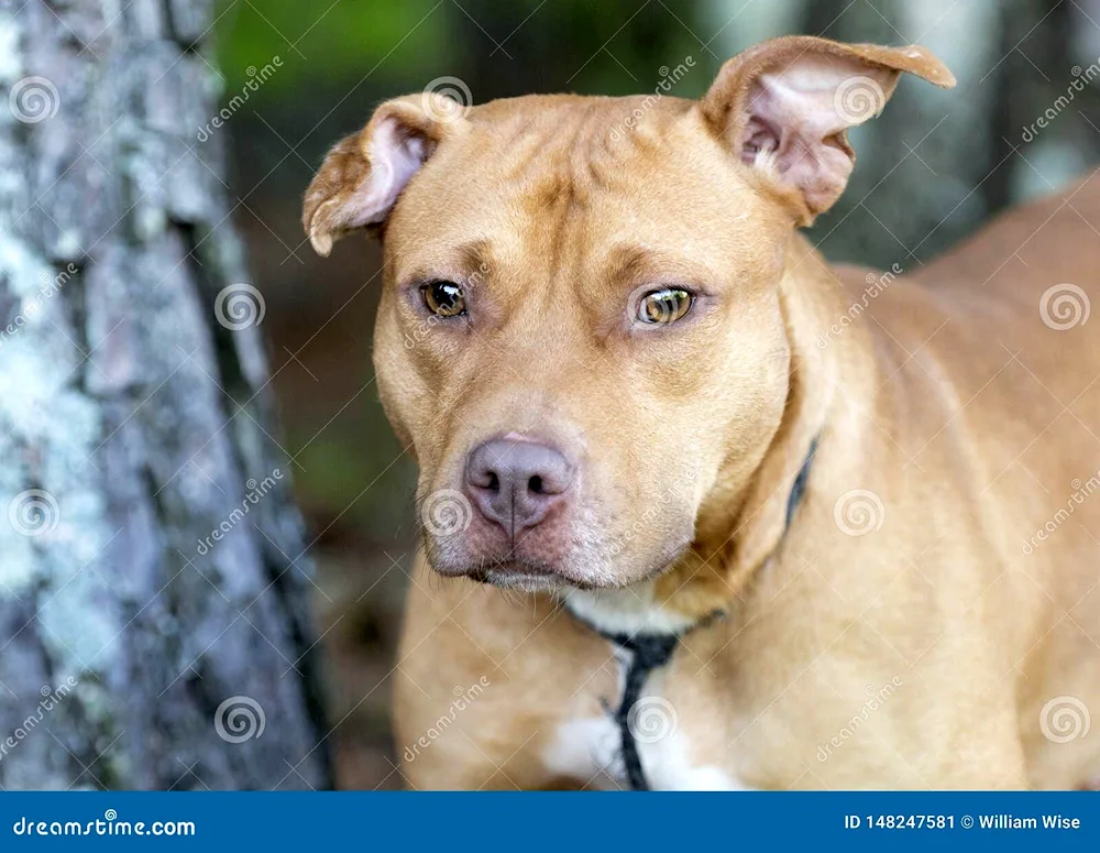 Red-nosed pit bull with uncoupled ears