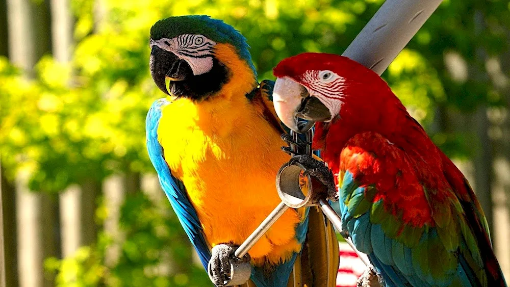 Cockatoo parrots