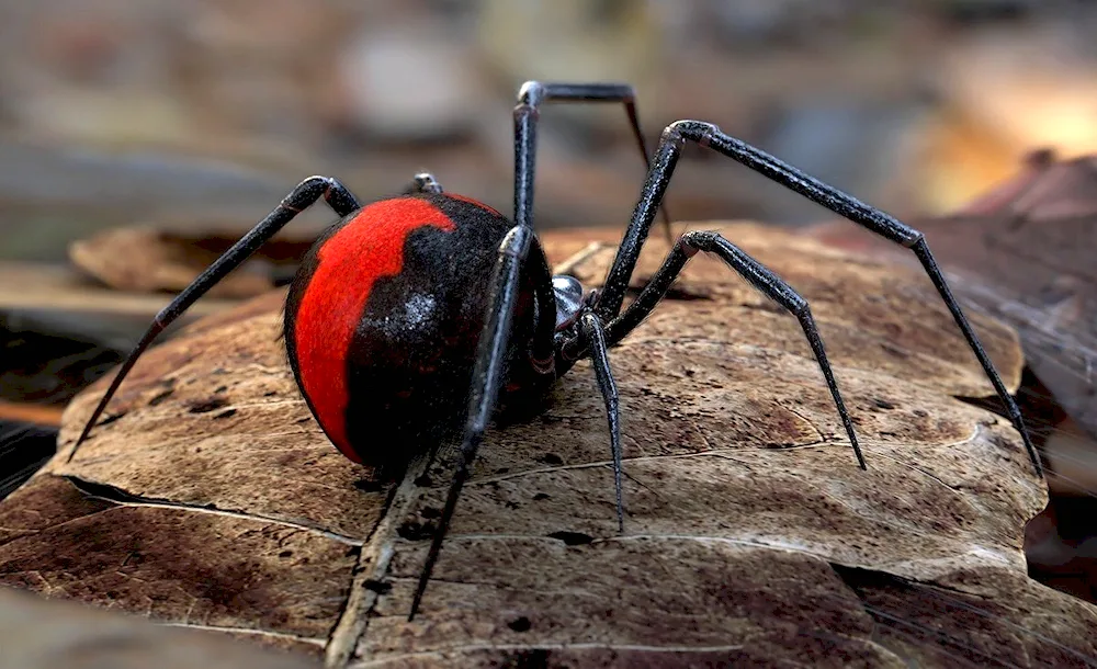 The red-backed Australian widow spider