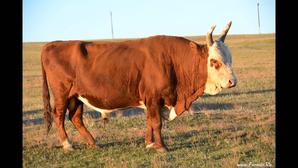 Aberdeen Angus