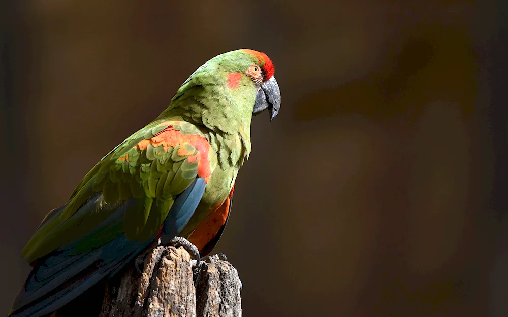 Ara hyacinth parrot