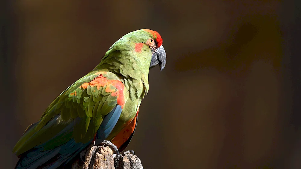 Parrot ara