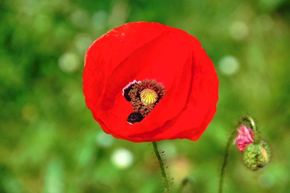 Red Wildflowers