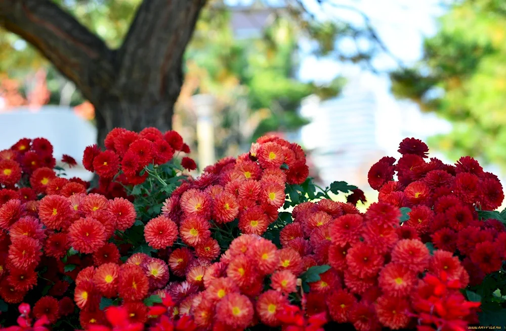 Red oakleaf chrysanthemums