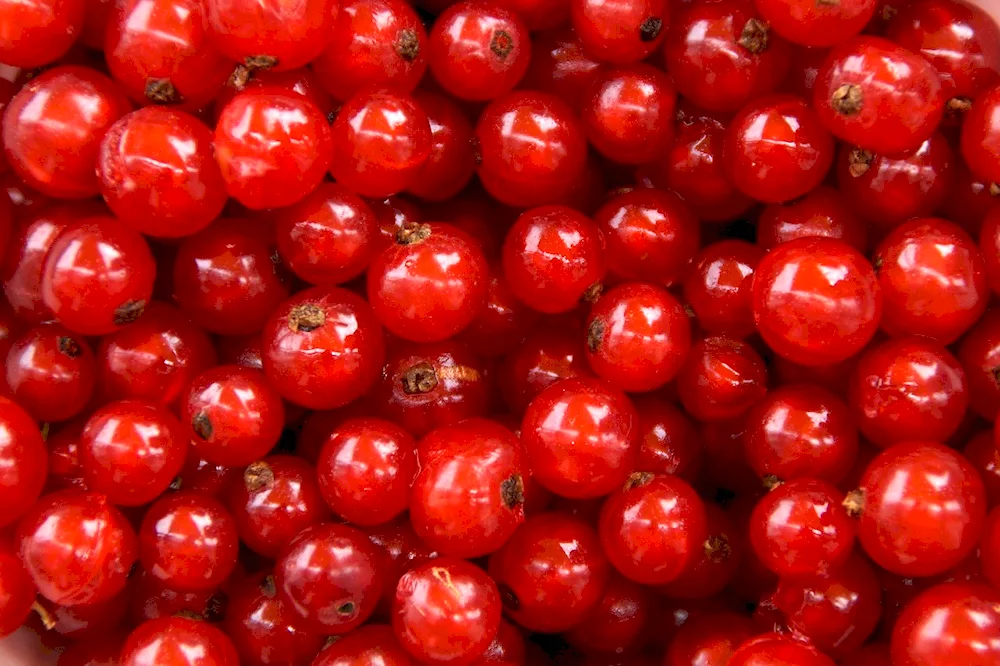 Red fruits and berries