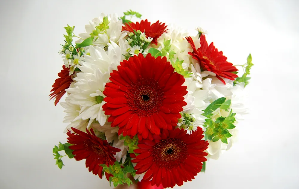 Astra chrysanthemum Dahlia