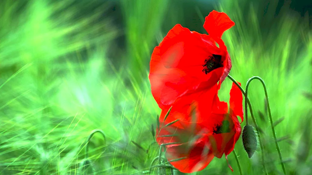 Red poppies