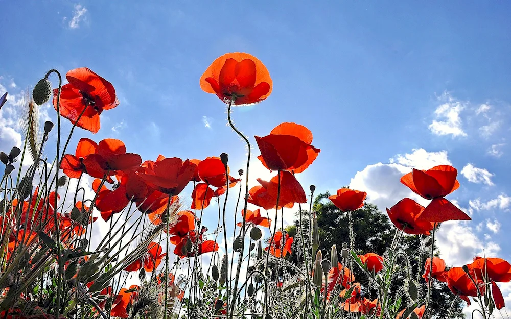 Red poppies of Issyk Kul 1989 year.