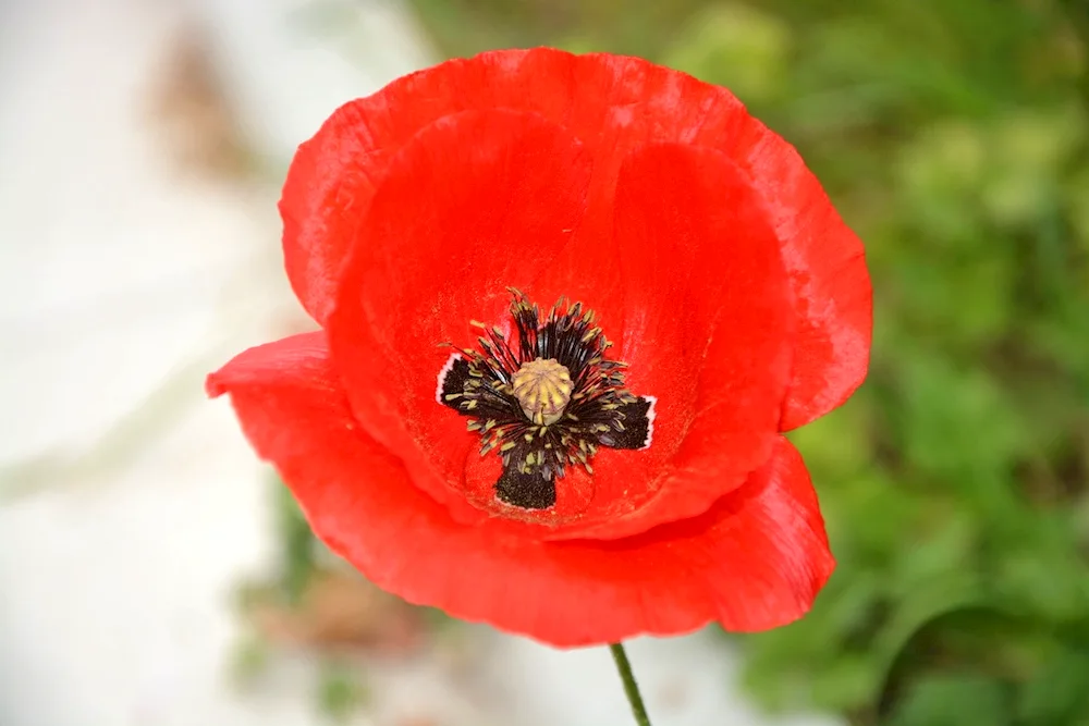 Red poppy flowers