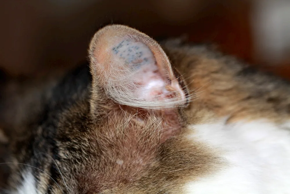 European Shorthair tabby ginger