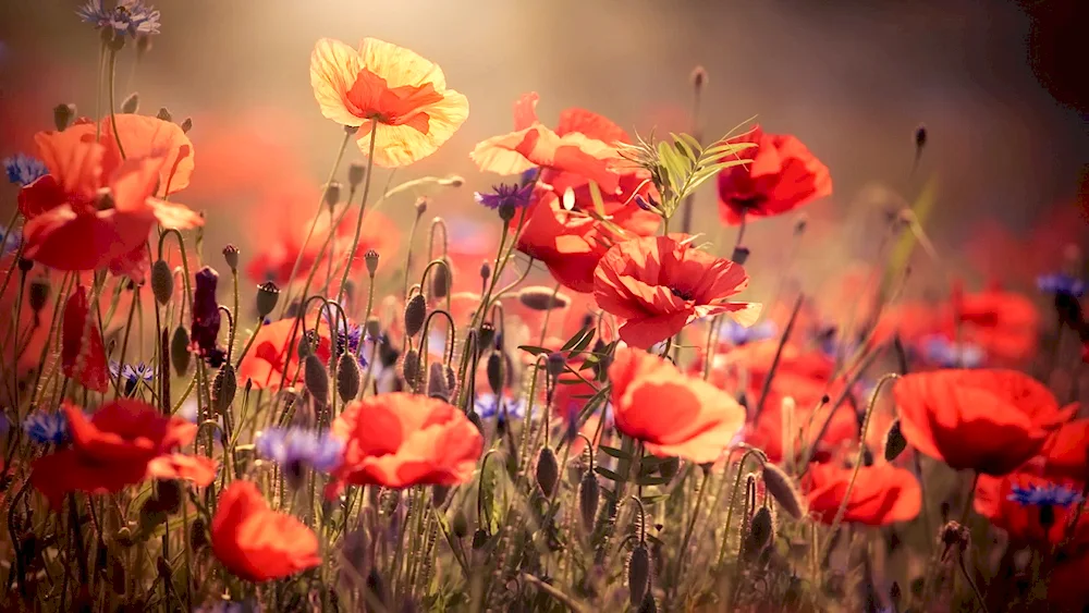 Red field flowers