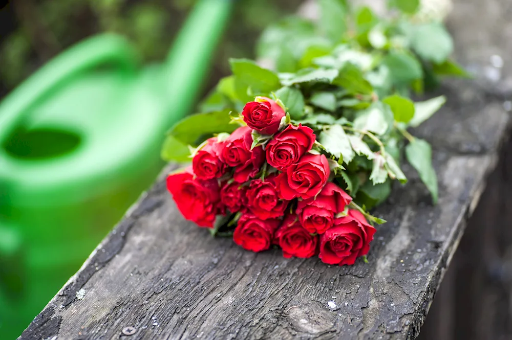 Red roses