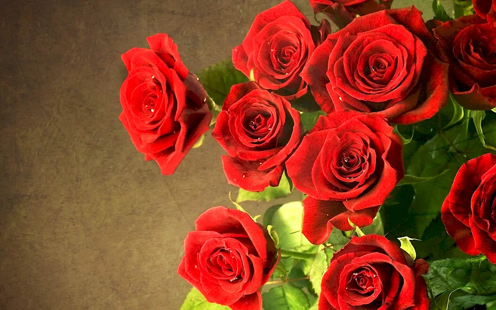 Red. roses