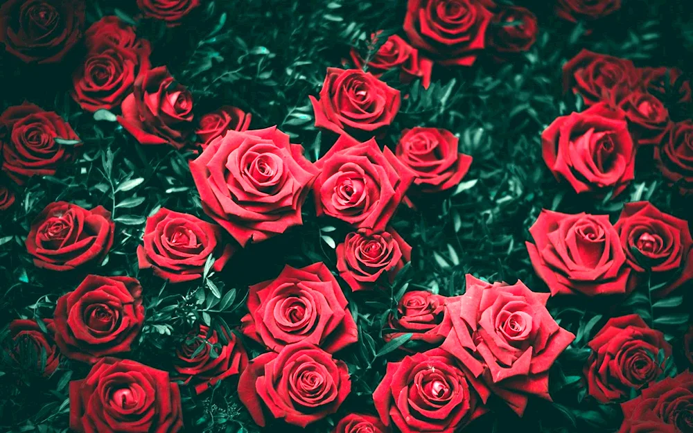 Red roses