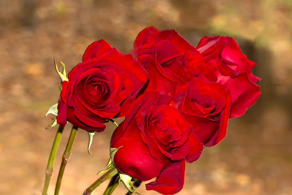 Pretty bouquet of roses