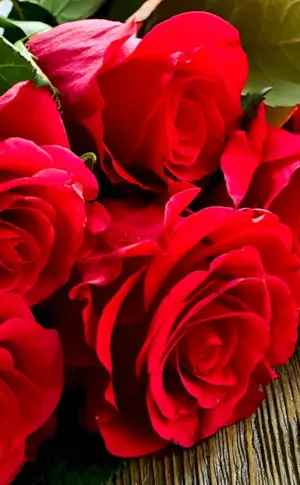 Red roses