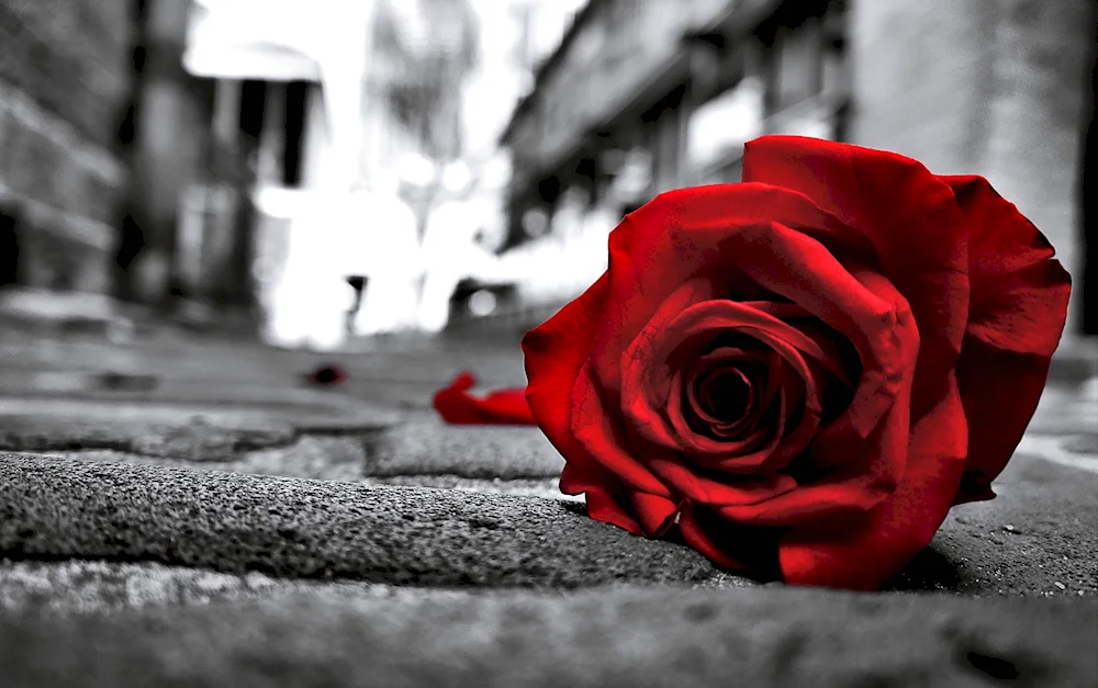 Girl with black rose