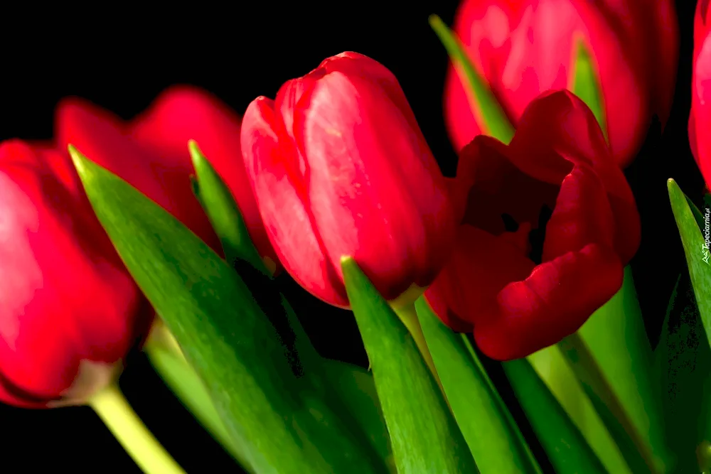 Tulip flowers