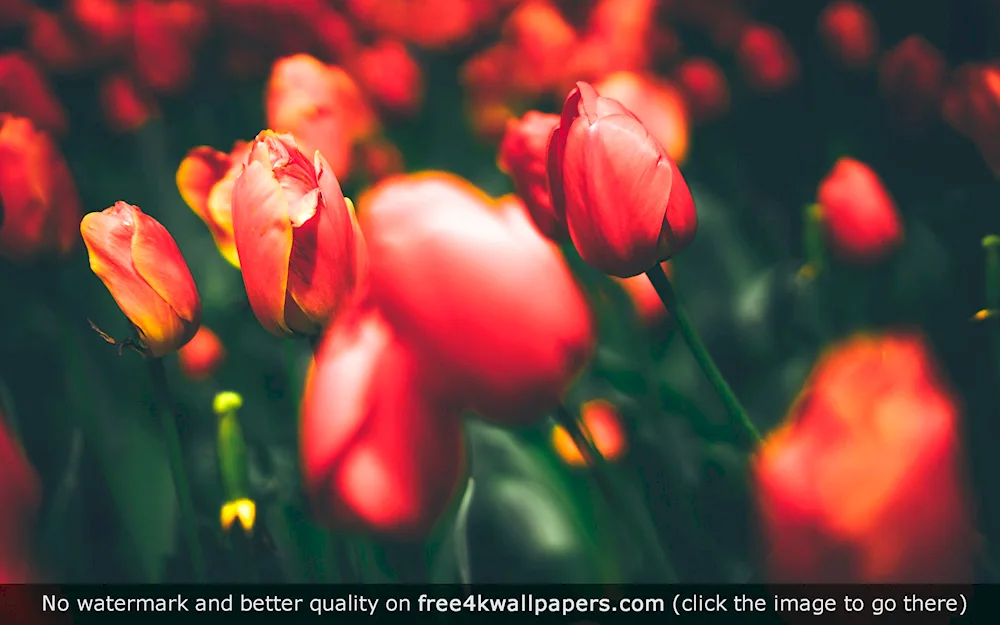 Red tulips