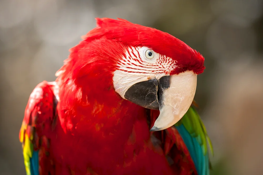 Red lorikeet