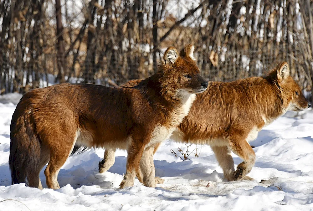 Tian- Shan Shan red wolf