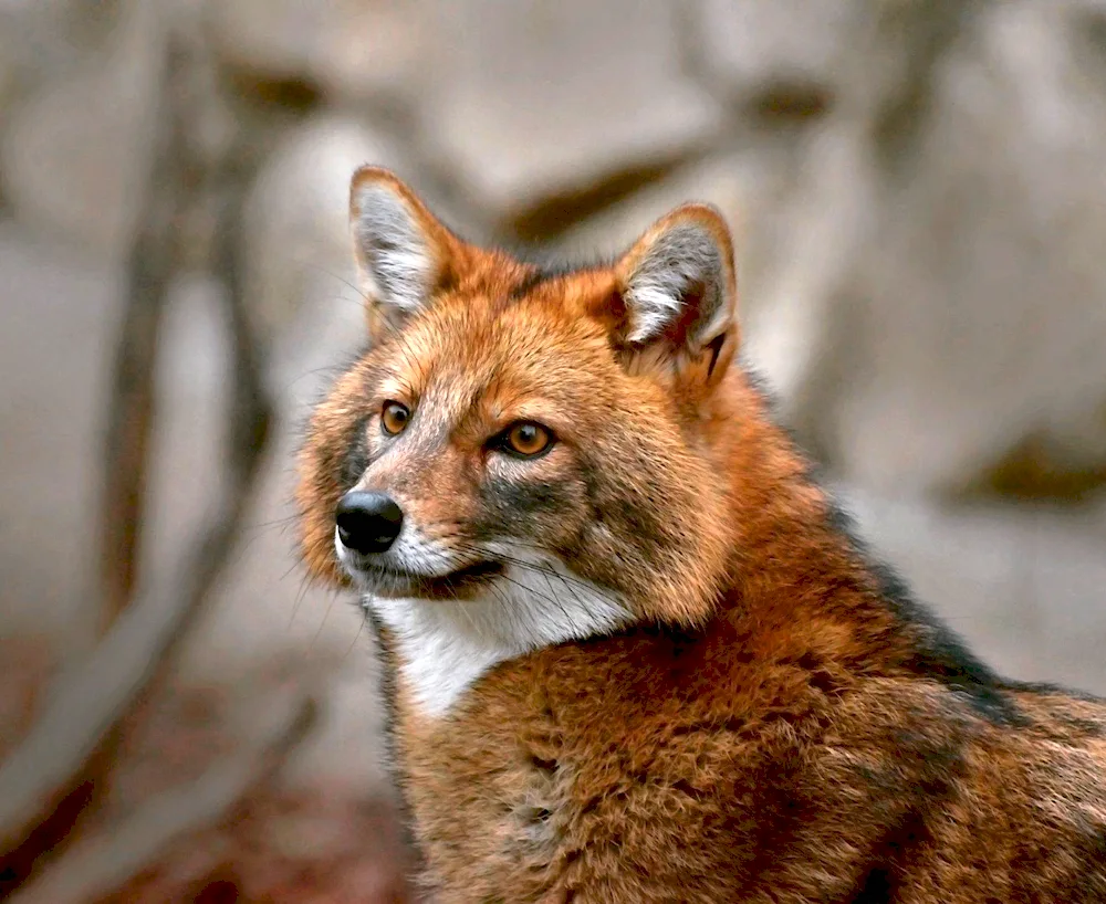 Red mountain wolf