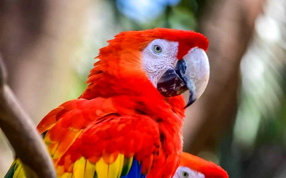 Black-backed lorikeet