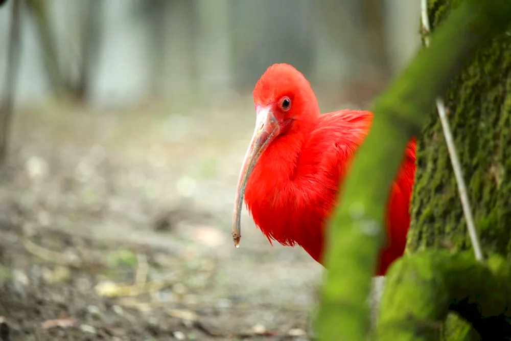 Red Ibis