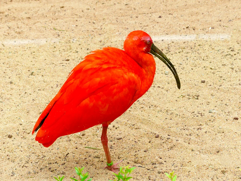 Red Tangra bird