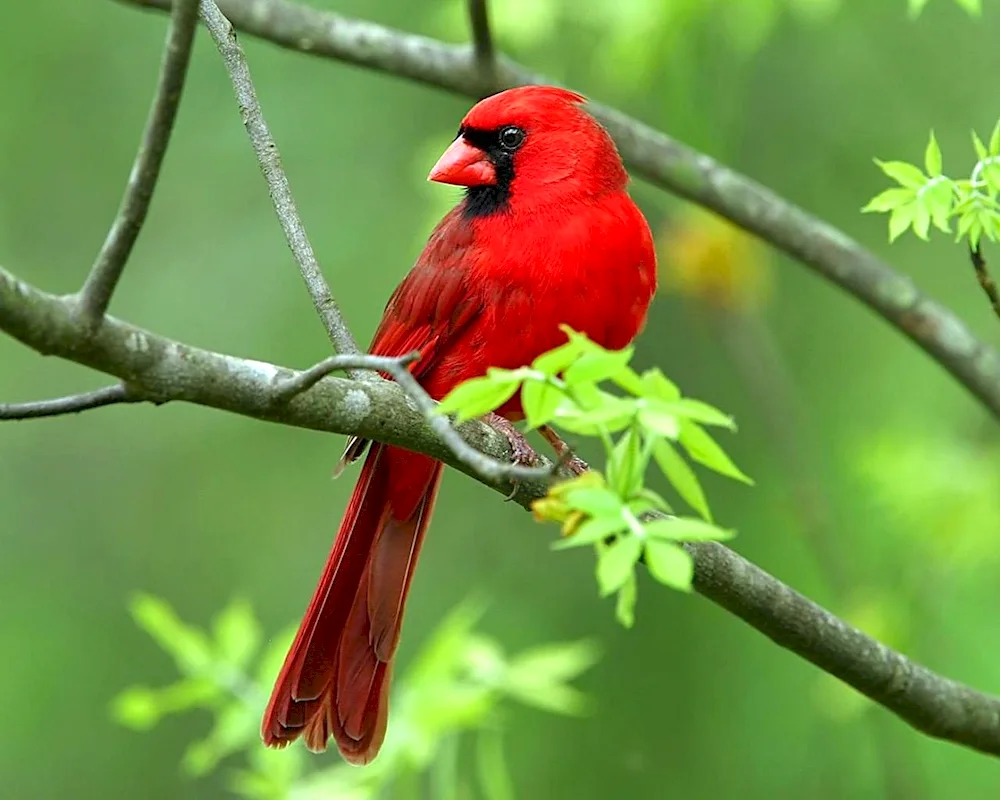 Red Crested Cardinal