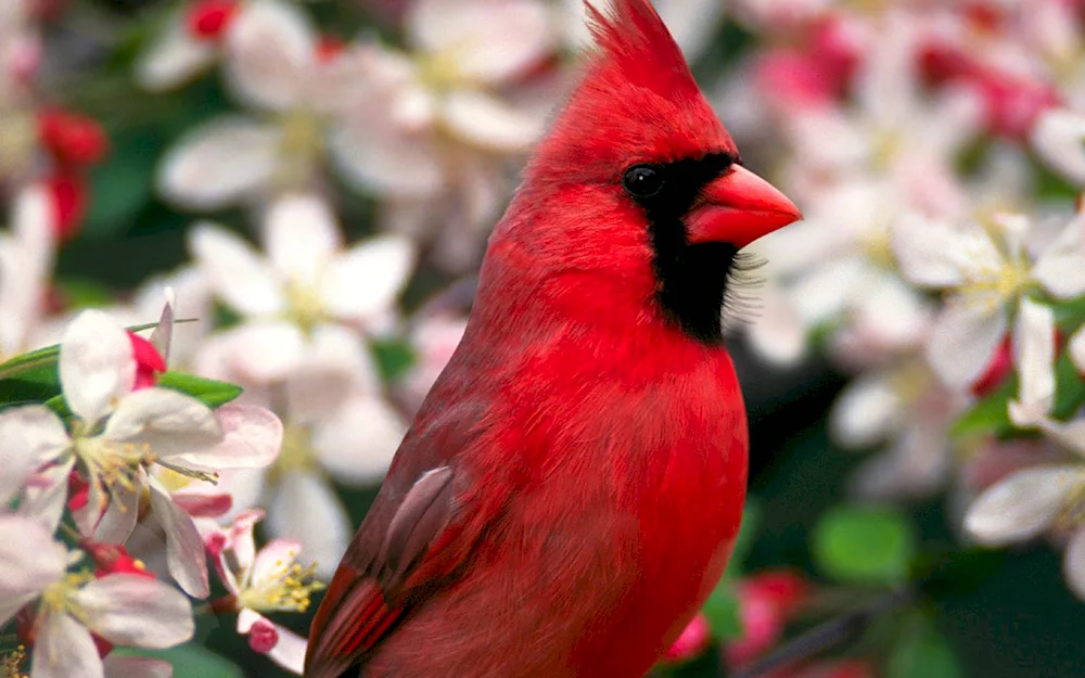 Red Crested Cardinal