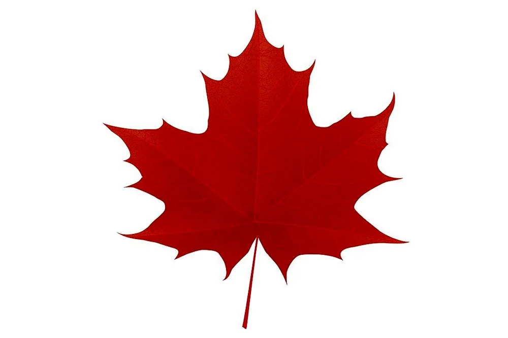 Red maple leaf