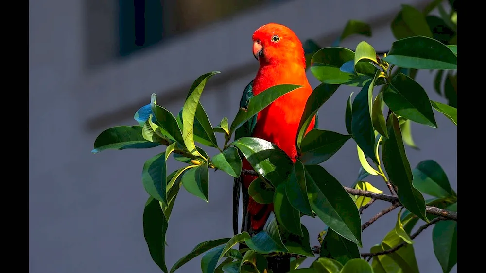 Gibiscus and Hummingbird