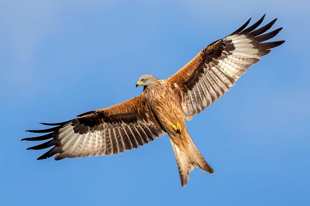 Red Kite Milvus Milvus