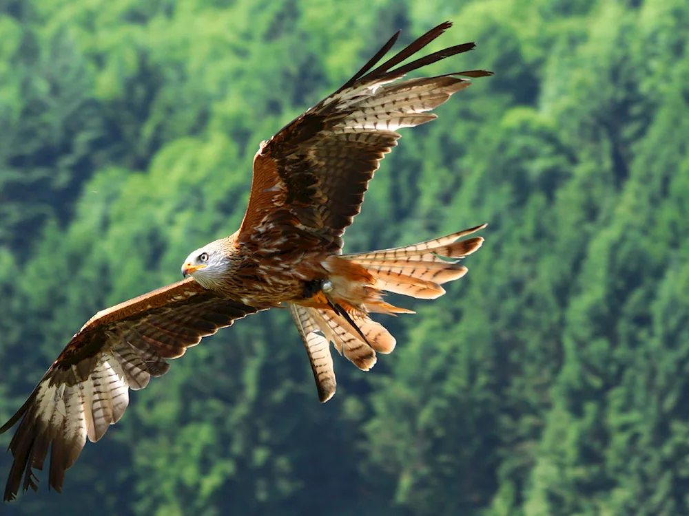 Red Kite Milvus Milvus