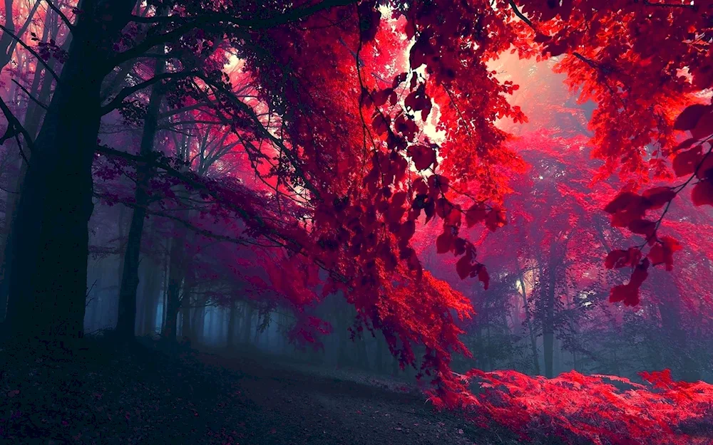 Red forest Lea