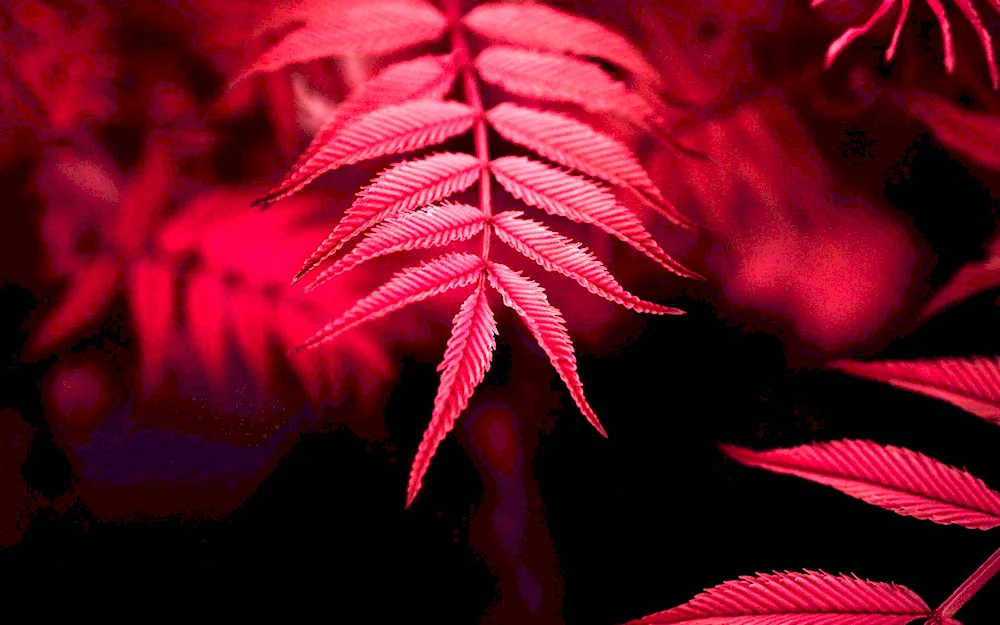 Red leaf