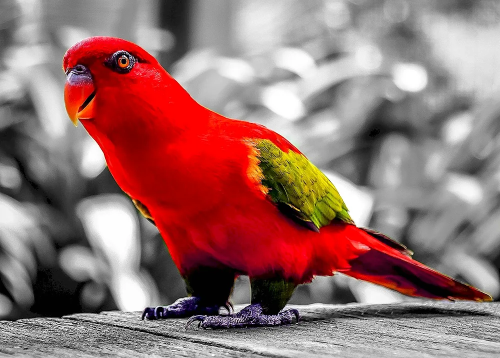 Aratinga parrot red