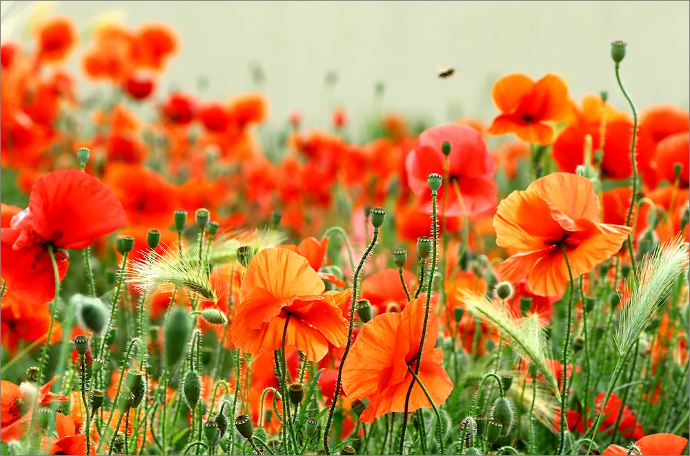 Red field poppies