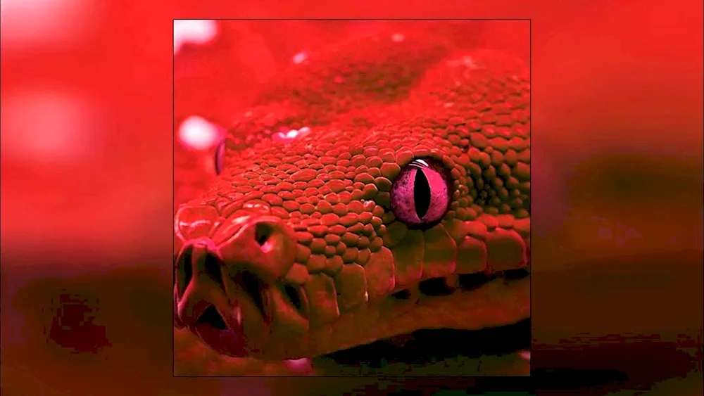 Red python