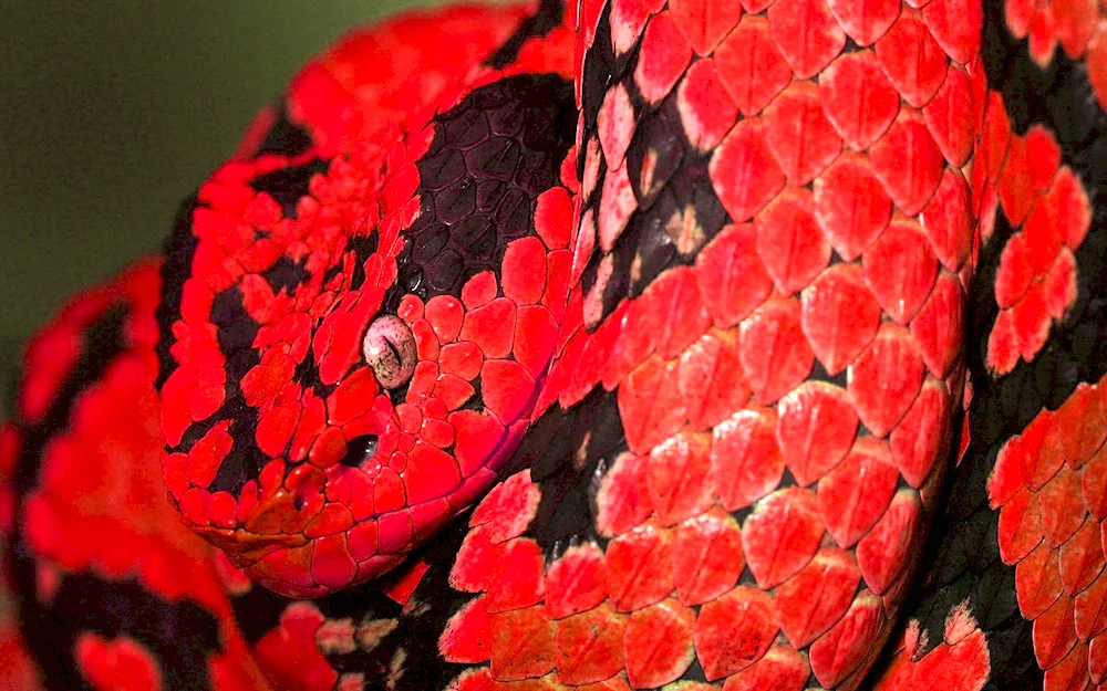 Red Python