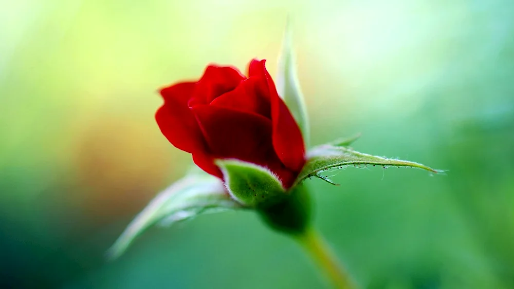 Red rose