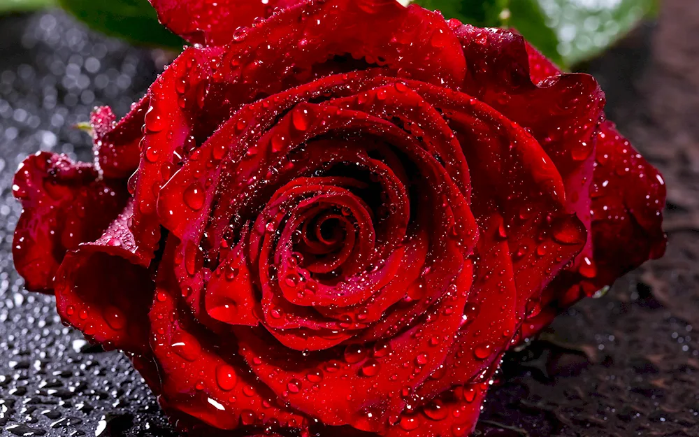 Beautiful. roses