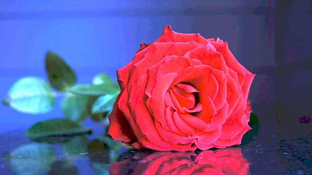 Photo of flowers on a black background