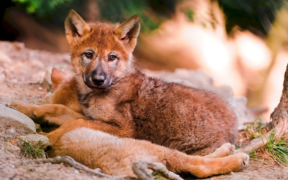 Red wolf cuon Alpinus