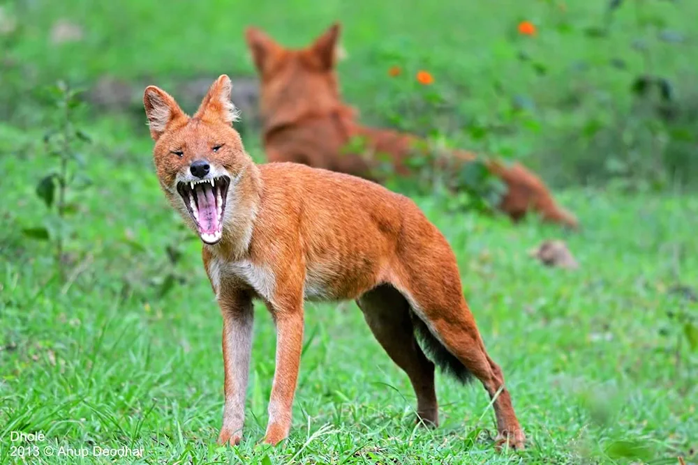 Desktop pictures of wolves