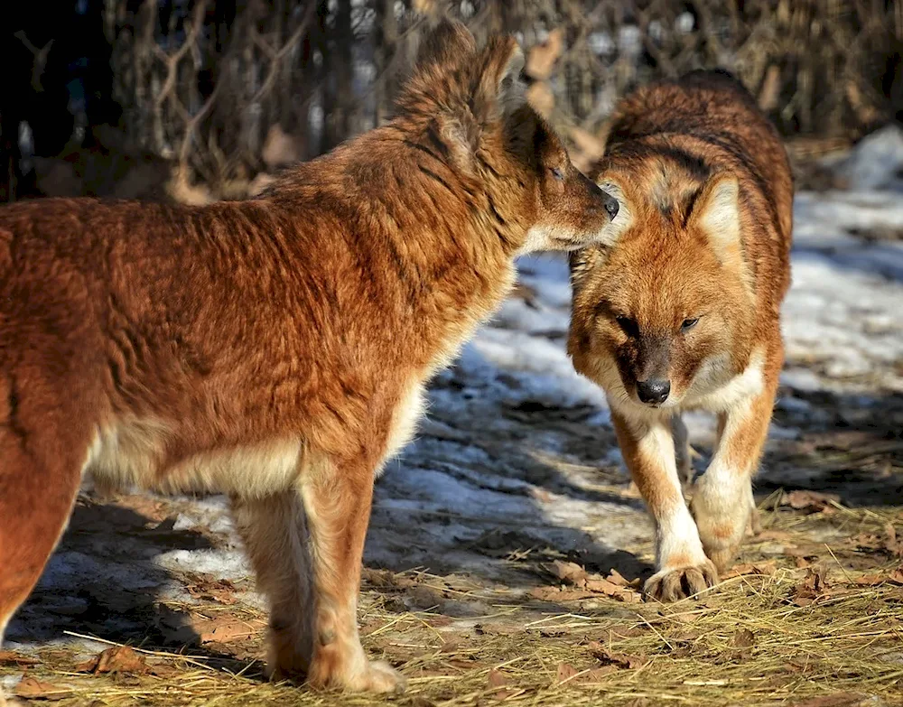 Albino wolf with red eyes