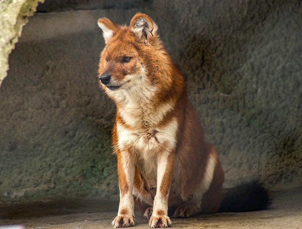 Himalayan wolf